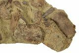 Sandstone With Hadrosaur Tooth, Tendons & Bones - Wyoming #228172-2